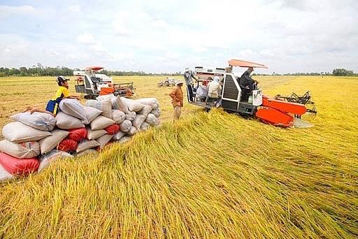 Giá lúa gạo ngày 3/11: Tăng nhẹ 100 đồng/kg