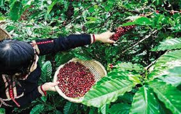 Giá cà phê ngày 6/11: Quay đầu tăng mạnh