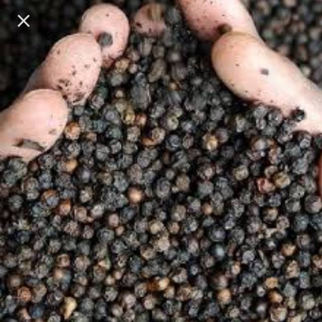 Giá tiêu ngày 8/11: Cao nhất 54.500 đồng/kg