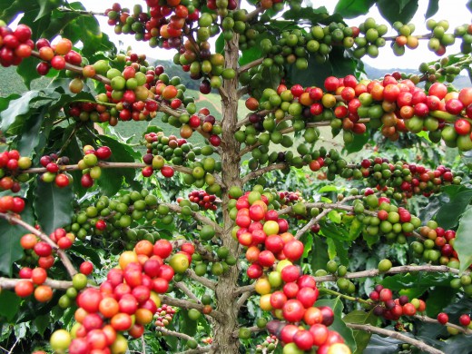 Giá cà phê ngày 12/11: Cán mốc 34 triệu đồng/tấn
