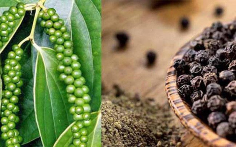 Giá tiêu ngày 12/11: Ngày thứ 3 tăng liên tiếp