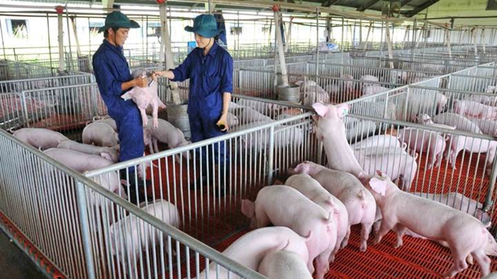 Giá lợn hơi ngày 13/11: Miền Trung, Tây Nguyên đồng loạt đi xuống
