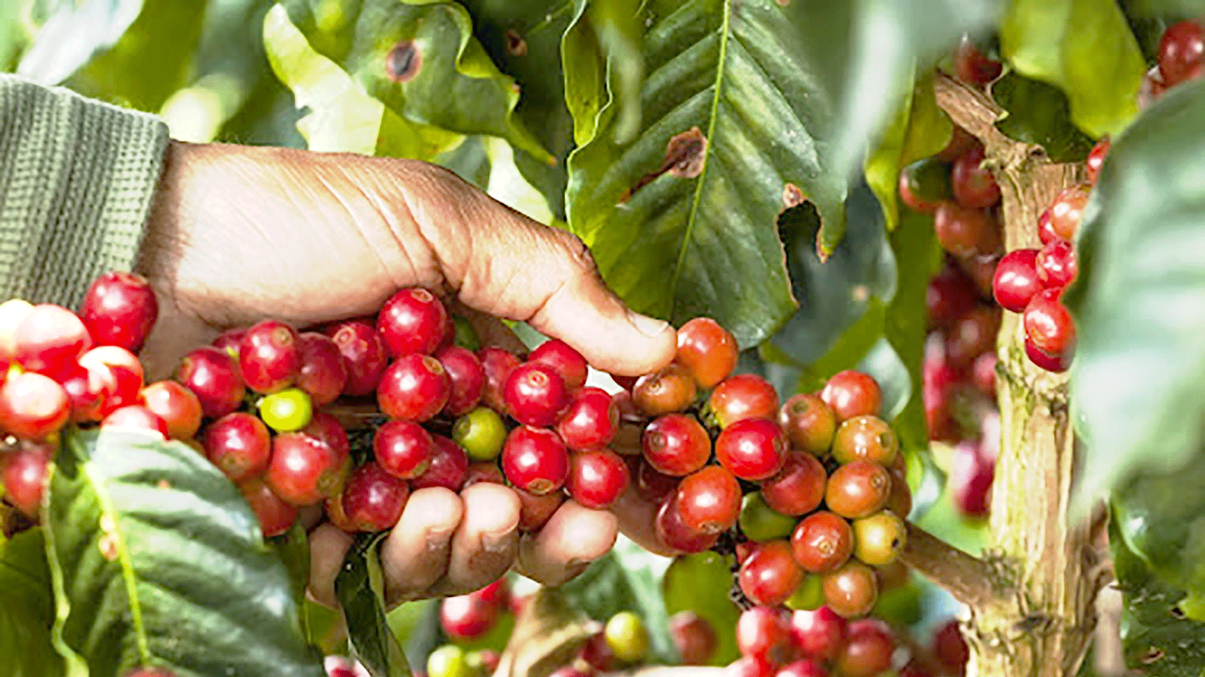 Giá cà phê ngày 14/11: Cao nhất 34.000 đồng/kg