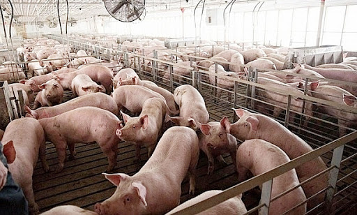 Giá lợn hơi ngày 14/11: Nhiều tỉnh thành tại phía Nam giảm từ 1.000 - 2.000 đồng/kg