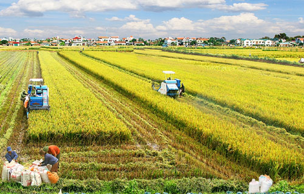 Giá lúa gạo ngày 14/11: Lúa bật tăng trở lại