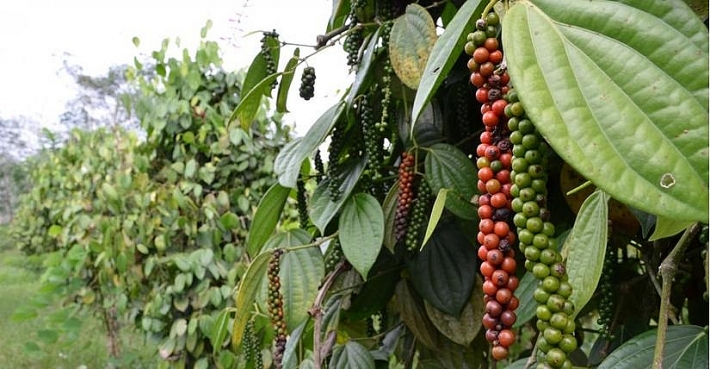 Giá tiêu ngày 14/11: Tiếp tục tăng ở Đồng Nai
