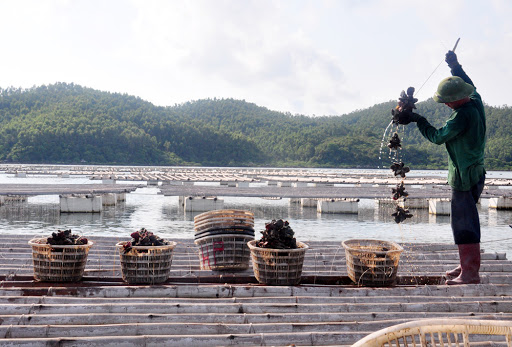 Phát huy thương hiệu hàu sữa Ngọc Vừng