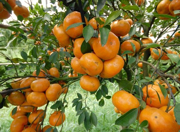 Quýt đường Trà Vinh