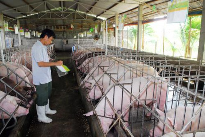 Giá lợn hơi ngày 17/11: Tiếp đà đi xuống
