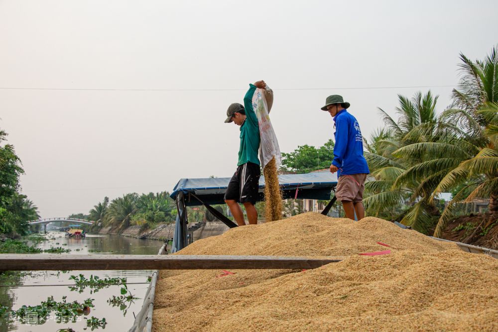 Giá lúa gạo ngày 17/11: Tăng 300 đồng/kg