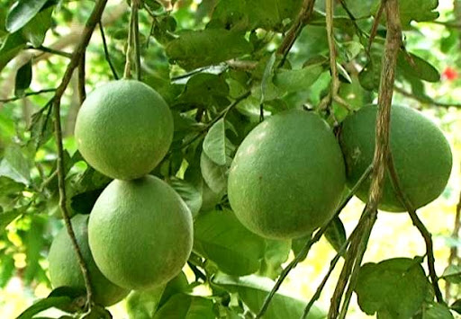 Bảo hộ chỉ dẫn địa lý cho bưởi "Khả Lĩnh"