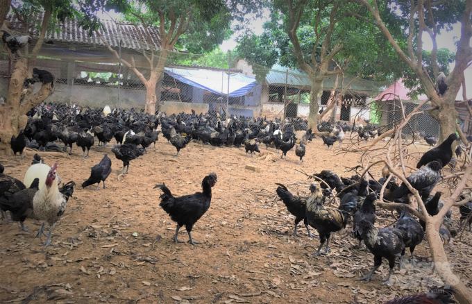 Thương hiệu gà đồi Đông Yên