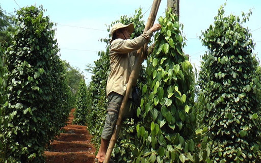 Giá tiêu ngày 25/11: Tăng giảm trái chiều ở Tây Nguyên