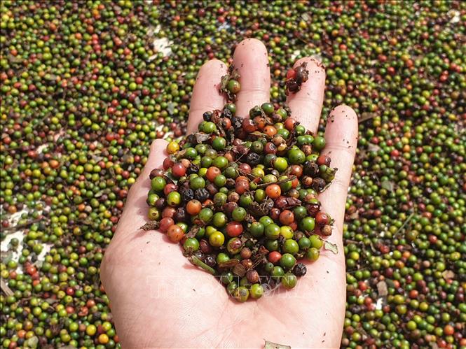 Giá tiêu ngày 27/11: Tiếp tục tăng sắp cán mốc 60.000 đồng/kg