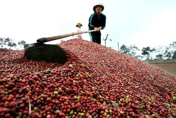 Giá cà phê ngày 28/11: Duy trì mức 33.000 đồng/kg