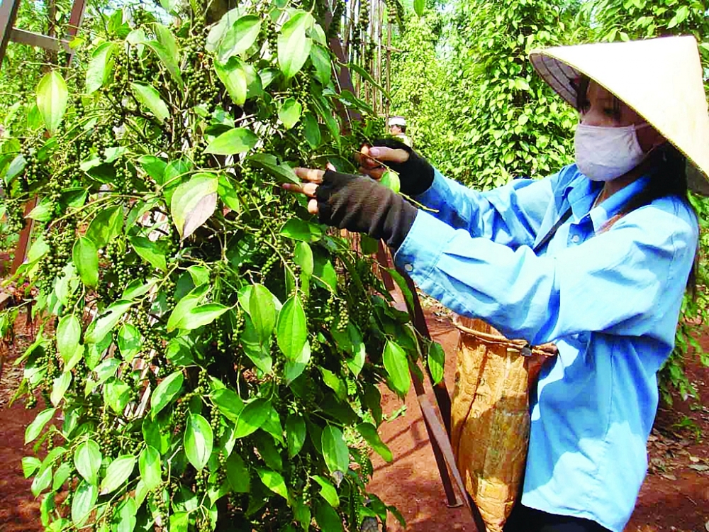 Giá tiêu ngày 28/11: Giá tiêu Tây Nguyên tiếp tục tăng
