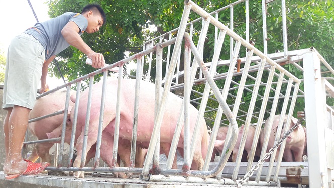 Giá lợn hơi ngày 29/11: Miền Nam giảm từ 1.000 - 4.000 đồng/kg