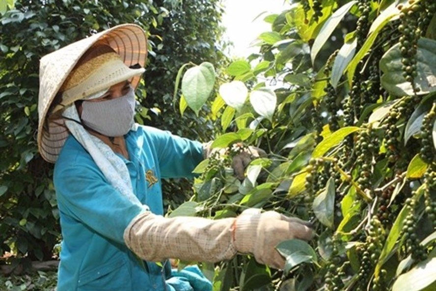 Giá tiêu ngày 29/11: Đồng loạt tăng, cao nhất 59.000 đồng/kg