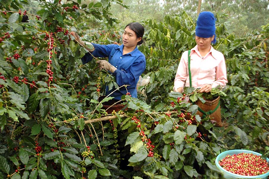 Giá cà phê ngày 30/11: Vẫn giữ mốc 33 triệu đồng/tấn