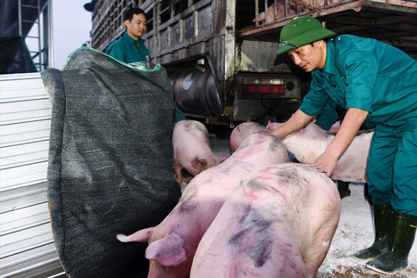 Giá heo hơi ngày 30/11: Miền Nam tiếp đà giảm từ 1.000 - 2.000 đồng/kg