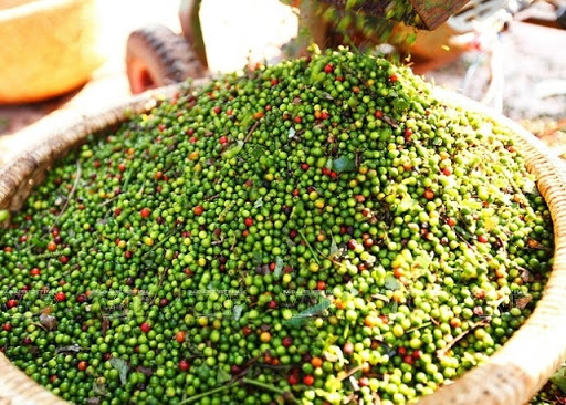 Giá tiêu ngày 30/11: Tăng nhẹ ở Đồng Nai, kỳ vọng vượt mốc 60.000 đồng/kg