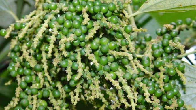Giá tiêu ngày 1/12: Cao nhất 59.000 đồng/kg