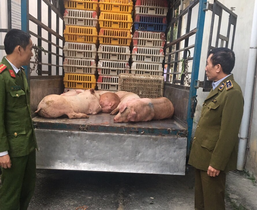 Hoà Bình: Ngăn chặn kịp thời xe vận chuyển thịt nhiễm dịch tả lợn châu Phi đang trên đường đi tiêu thụ