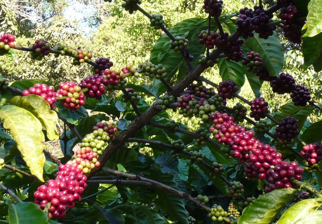 Giá cà phê hôm nay 3/12: Cà phê Arabica quay đầu tăng