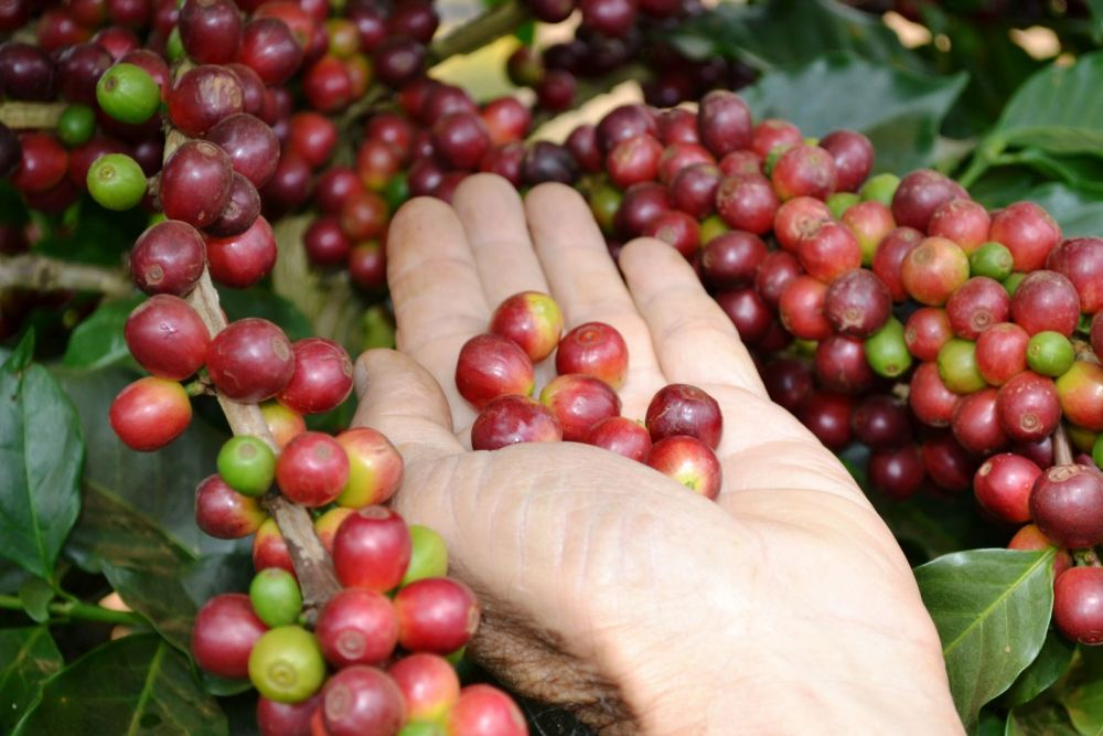 Giá cà phê ngày 4/12: Đồng loạt tăng nhẹ