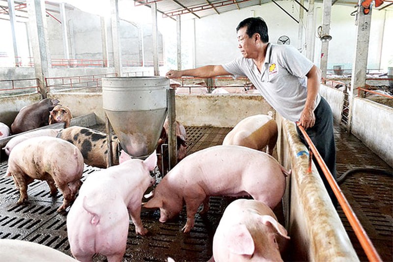 Giá lợn hơi ngày 4/12: Ba miền điều chỉnh từ 1.000 - 2.000 đồng/kg