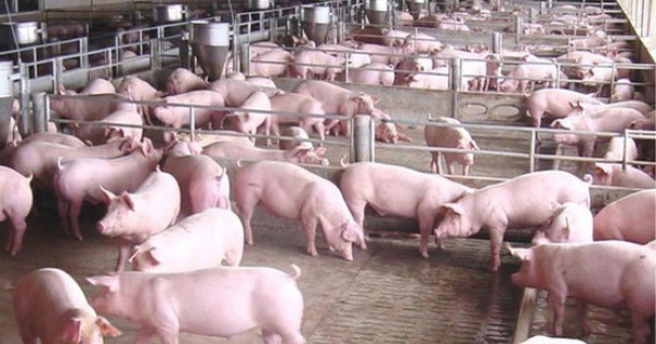 Giá lợn hơi ngày 5/12: Khu vực phía Nam giảm từ 1.000 - 3.000 đồng/kg