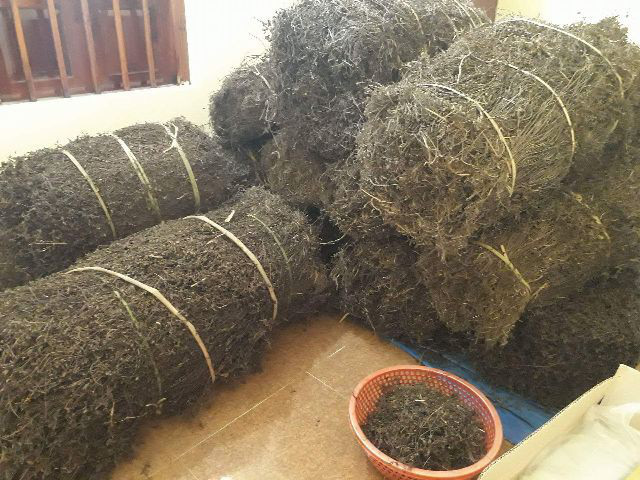 Thạch đen sắp được xuất khẩu chính ngạch sang Trung Quốc