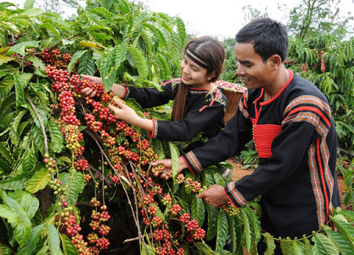 Giá cà phê ngày 6/12: Giám 1.000 - 1.500 đồng so với đầu tuần