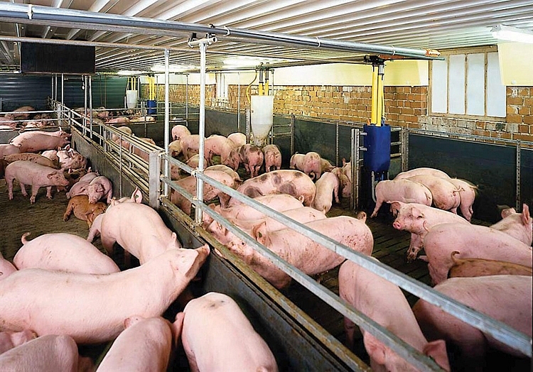 Giá lợn hơi ngày 7/12: Điều chỉnh từ 1.000 - 2.000 đồng/kg tại một số địa phương