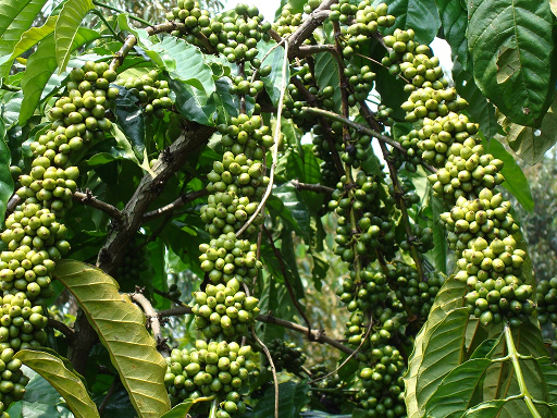 Giá tiêu ngày 7/12: Tăng nhẹ tại Bình Phước
