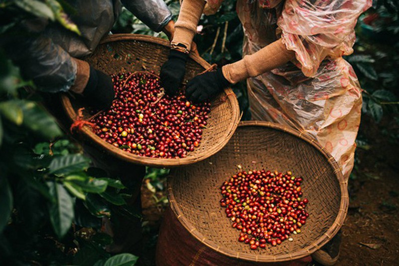Giá cà phê ngày 8/12: Trong khoảng 31.200 - 31.800 đồng/kg