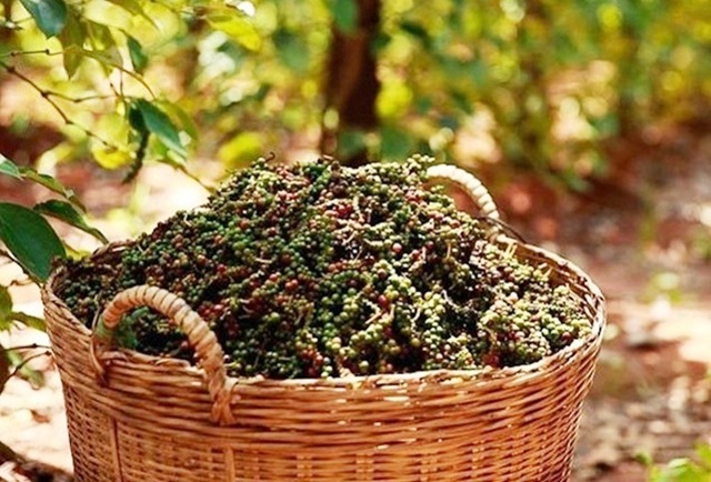 Giá tiêu ngày 9/12: Đỉnh giá giảm 300 đồng/kg
