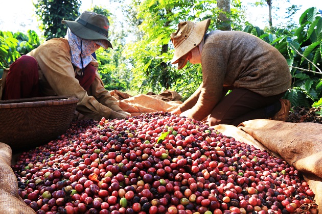 Giá cà phê ngày 12/12: Vượt 33 triệu đồng/tấn