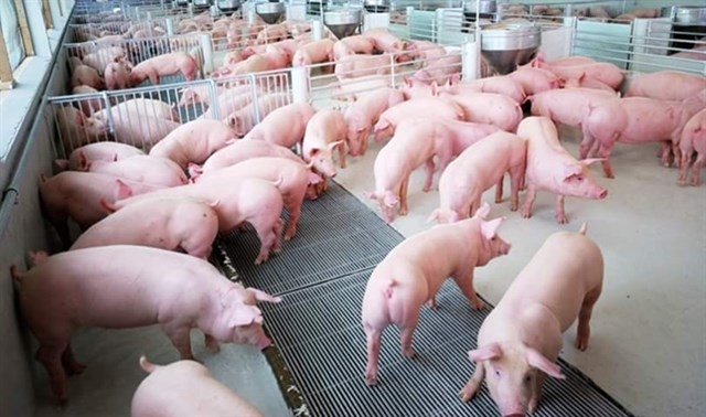 Giá lợn hơi ngày 2/12: Miền Trung, Tây Nguyên đồng loạt tăng từ 1.000 - 3.000 đồng/kg