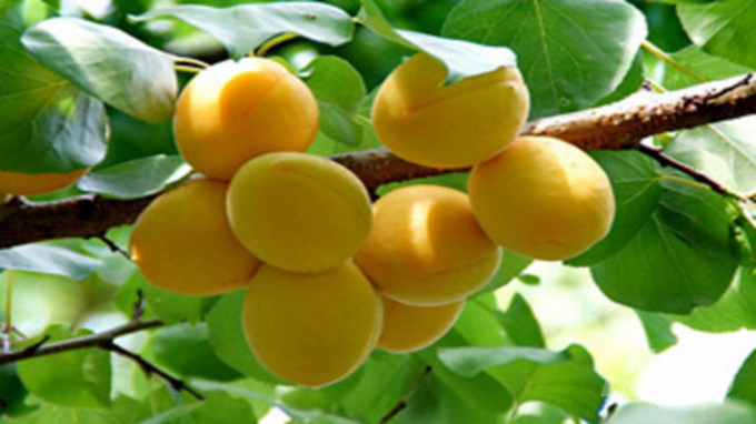 Cây mơ vàng Bắc Kạn lên ngôi