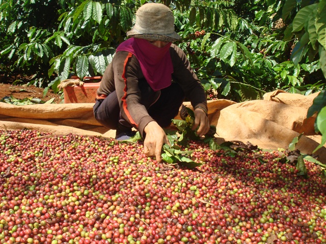 Giá cà phê ngày 13/12: Tăng 1.000 - 1.200 đồng/kg so với đầu tuần