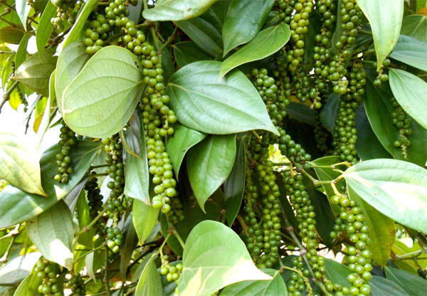 Giá tiêu hôm nay 14/12: Tăng nhẹ ở Đồng Nai