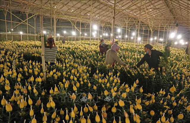 Đà Lạt: Chuẩn bị hơn 1.500 ha hoa cho Tết Nguyên đán
