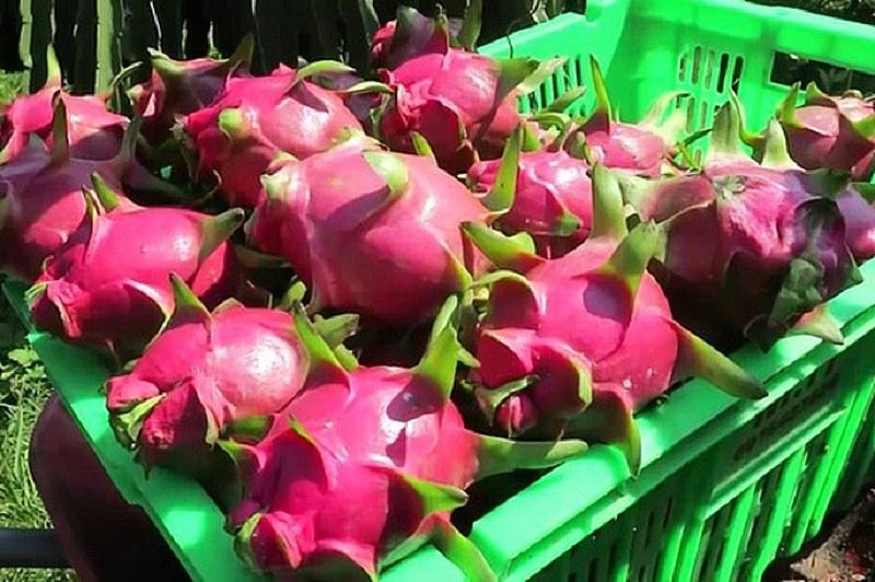 Giá thực phẩm hôm nay 15/12: Thanh long ruột đỏ trái vụ tăng giá