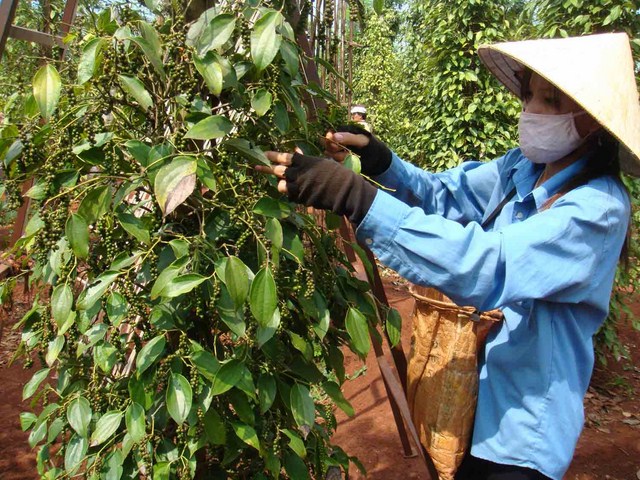Giá tiêu ngày 16/12: Trong khoảng 55.500 - 58.000 đồng/kg.