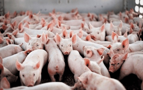 Giá lợn hơi hôm nay 16/12: Một số địa phương tăng từ 1.000 - 2.000 đồng/kg
