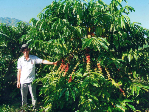 Giá cà phê ngày 17/12: Đồng loạt thêm 100 - 200 đồng/kg