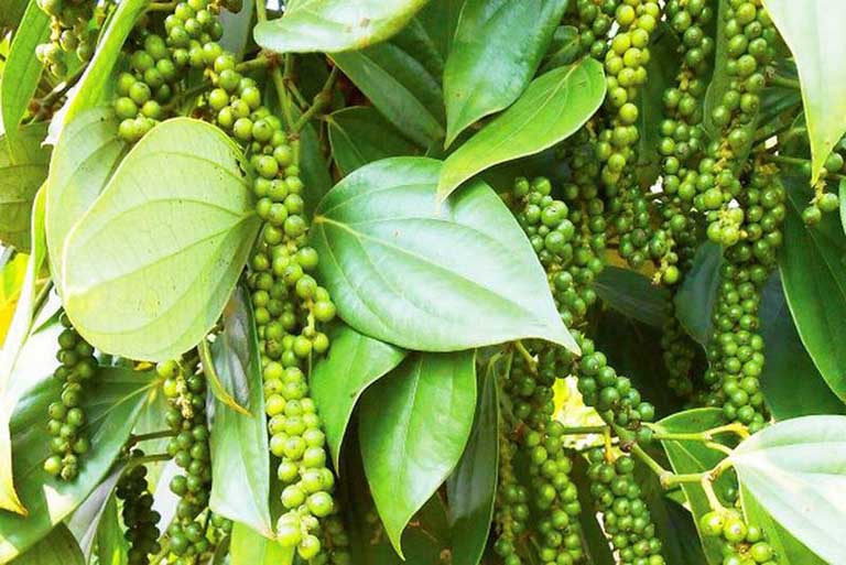 Giá tiêu hôm nay 17/12: Đồng loạt biến động