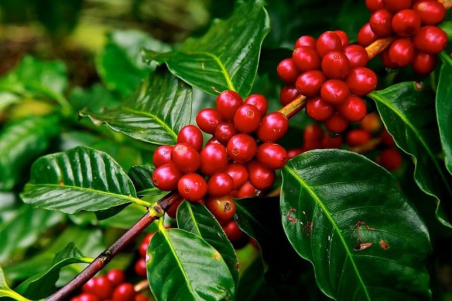 Giá cà phê ngày 18/12: Vượt mốc 33.000 đồng/kg