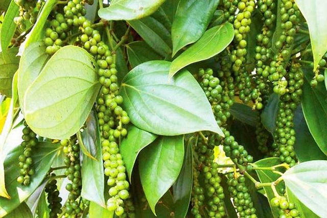 Giá tiêu ngày 18/12: Mất mốc 57.000 đồng/kg